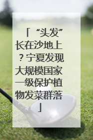 “头发”长在沙地上？宁夏发现大规模国家一级保护植物发菜群落