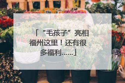 “毛孩子”亮相福州这里！还有很多福利……