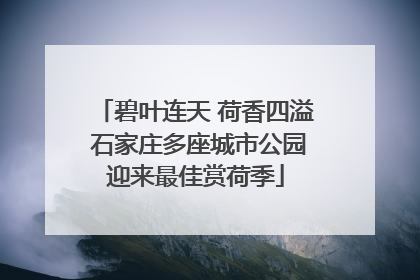 碧叶连天 荷香四溢 石家庄多座城市公园迎来最佳赏荷季