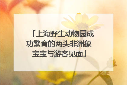 上海野生动物园成功繁育的两头非洲象宝宝与游客见面