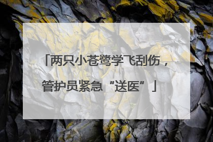 两只小苍鹭学飞刮伤，管护员紧急“送医”