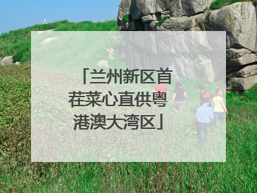兰州新区首茬菜心直供粤港澳大湾区