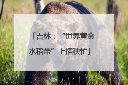 吉林：“世界黄金水稻带”上插秧忙
