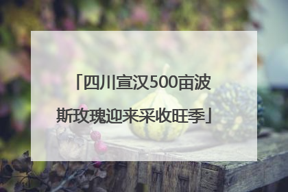 四川宣汉500亩波斯玫瑰迎来采收旺季