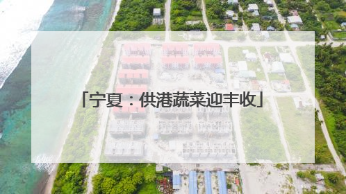 宁夏：供港蔬菜迎丰收