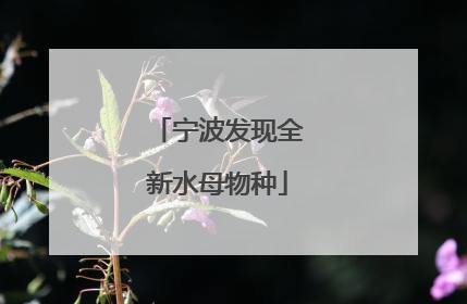 宁波发现全新水母物种