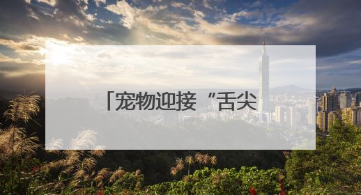 宠物迎接“舌尖上的端午” “宠物粽子”受喜爱
