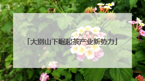 大别山下崛起茶产业新势力