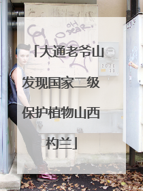 大通老爷山发现国家二级保护植物山西杓兰