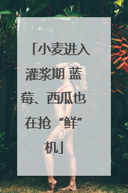 小麦进入灌浆期 蓝莓、西瓜也在抢“鲜”机