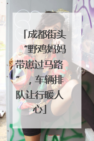 成都街头“野鸡妈妈带崽过马路”，车辆排队让行暖人心