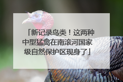 新记录鸟类！这两种中型猛禽在南滚河国家级自然保护区现身了