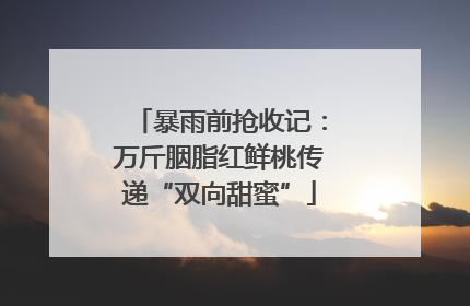 暴雨前抢收记：万斤胭脂红鲜桃传递“双向甜蜜”