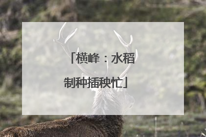 横峰：水稻制种插秧忙