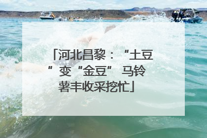 河北昌黎：“土豆”变“金豆” 马铃薯丰收采挖忙
