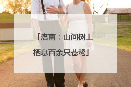 洛南：山间树上栖息百余只苍鹭
