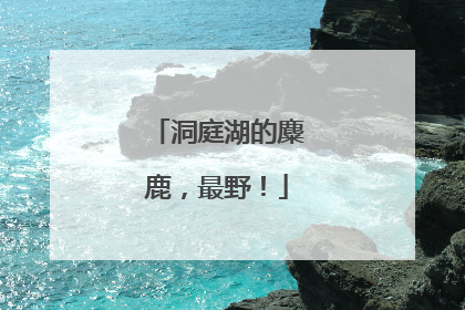 洞庭湖的麋鹿，最野！