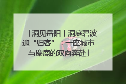 洞见岳阳丨洞庭碧波迎“归客”：一座城市与麋鹿的双向奔赴