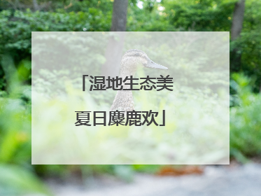 湿地生态美 夏日麋鹿欢