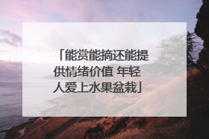 能赏能摘还能提供情绪价值 年轻人爱上水果盆栽
