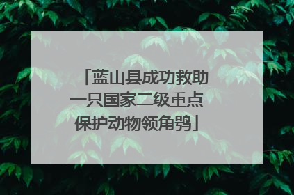 蓝山县成功救助一只国家二级重点保护动物领角鸮