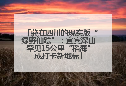 藏在四川的现实版“绿野仙踪”：宜宾深山罕见15公里“稻海”成打卡新地标