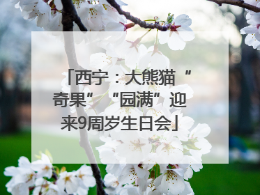 西宁：大熊猫“奇果”“园满”迎来9周岁生日会
