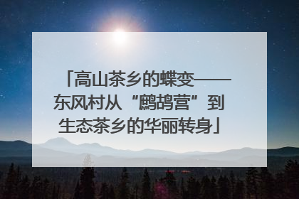 高山茶乡的蝶变——东风村从“鹧鸪营”到生态茶乡的华丽转身