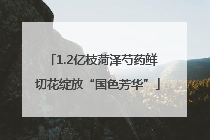 1.2亿枝菏泽芍药鲜切花绽放“国色芳华”